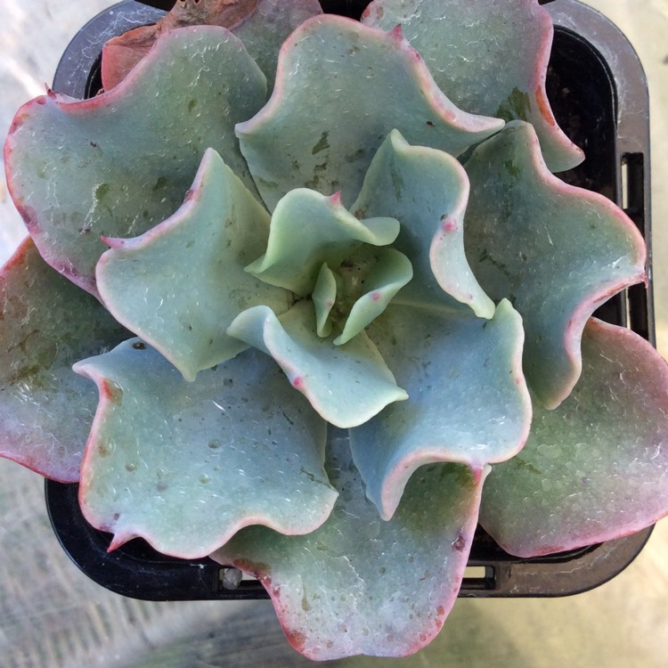 Plant image Echeveria Bluette 