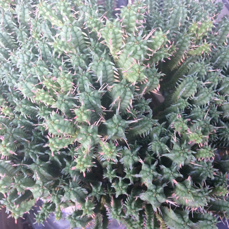 Plant image Euphorbia Mammillaris cv. Minima