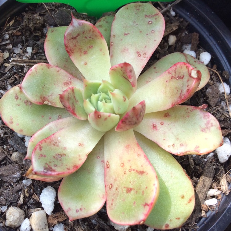 Plant image xGraptoveria Margarete Reppin