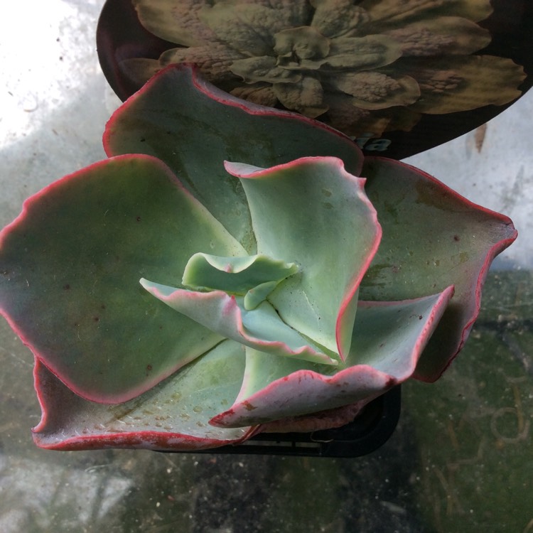 Plant image Echeveria Barbillion