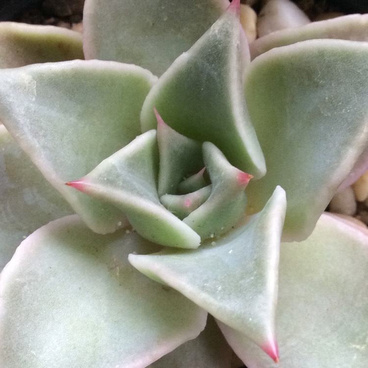 plant image 1416218