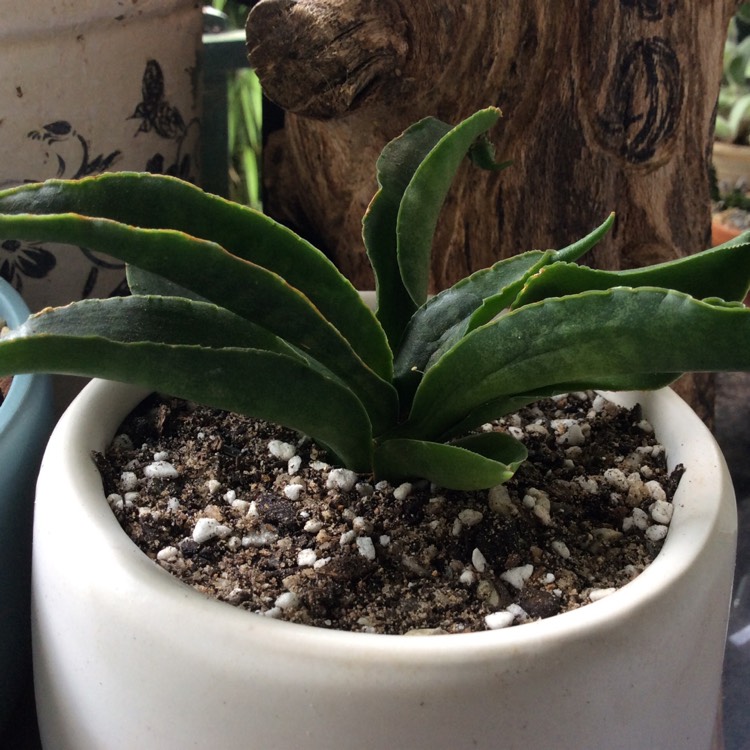 Plant image Sansevieria 'Tom Thumb'