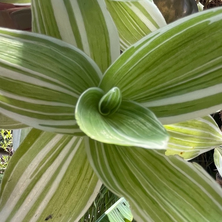 Plant image Tradescantia fluminensis 'Albovittata' syn. Tradescantia albiflora 'Albovittata'