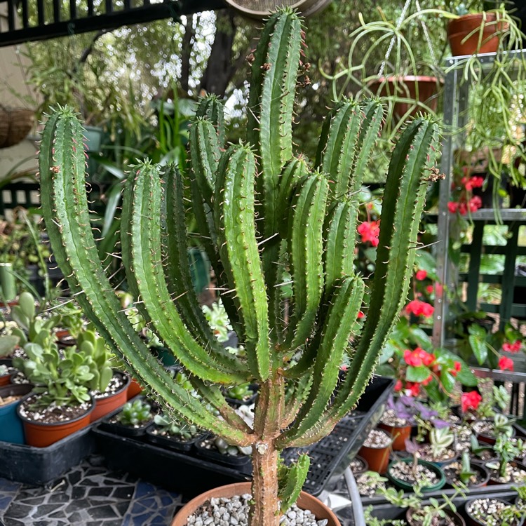 Plant image Euphorbia royleana Boiss syn. Euphorbia pentagona Royle