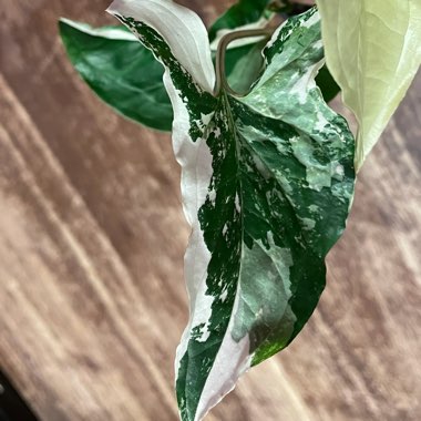 Syngonium Podophyllum Variegata