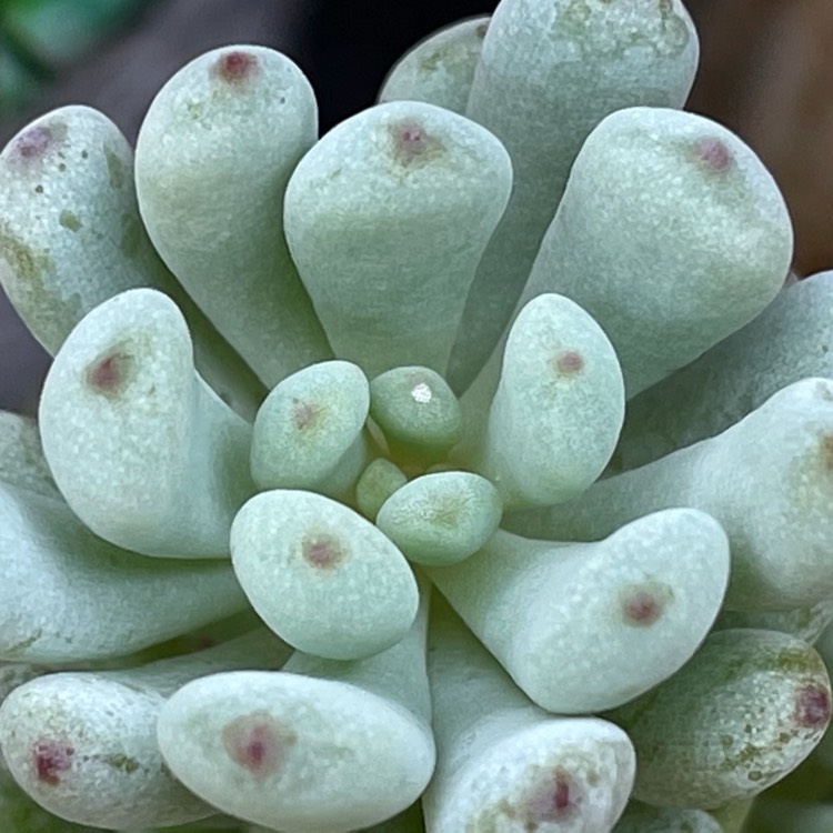 Plant image Graptopetalum Pachyphyllum