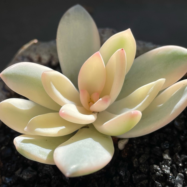 Plant image x Pachyveria Powder Puff Variegated