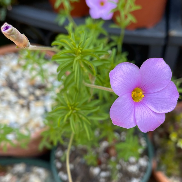 Plant image Oxalis hirta