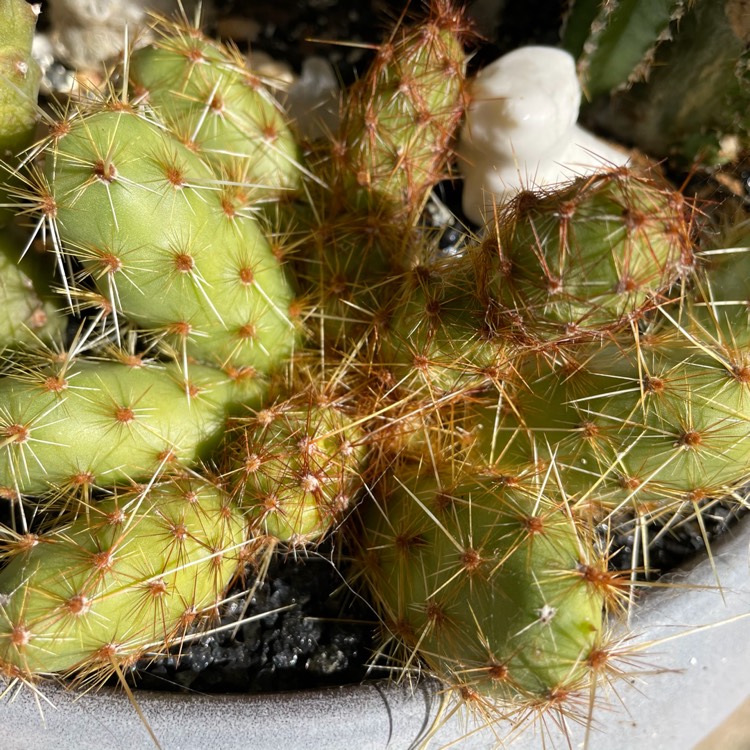 Plant image Opuntia ovata syn. Maihueniopsis ovata