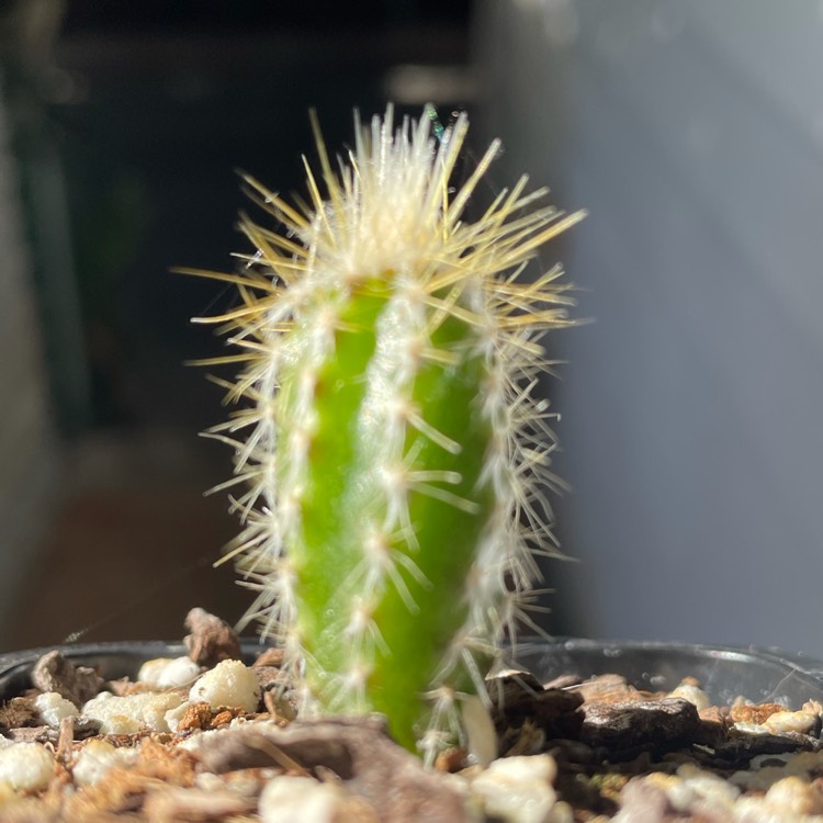 Plant image pilosocereus leucocephalus