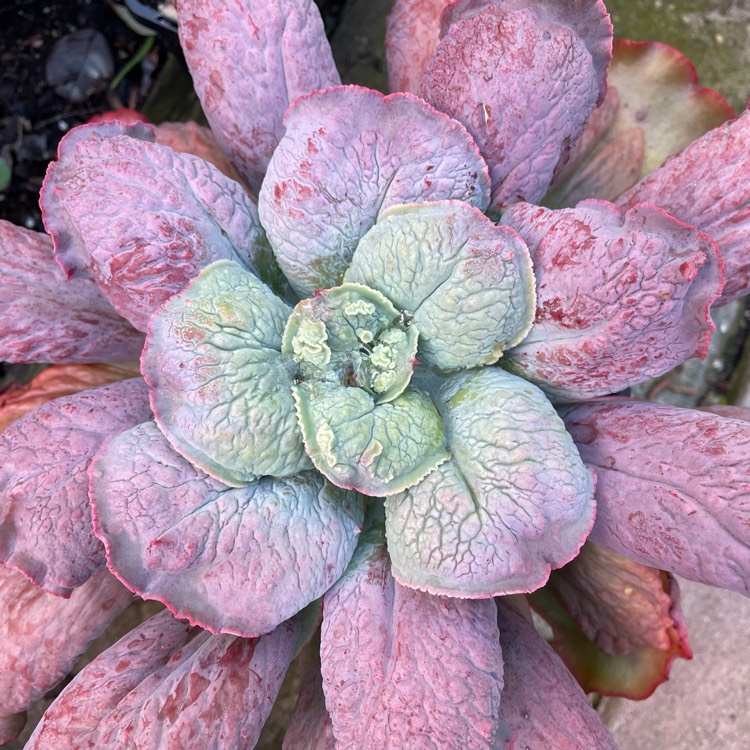 Plant image Echeveria Linguas