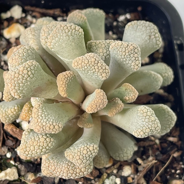 Plant image Titanopsis Primosii