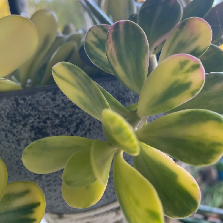 Plant image Senecio Jacobsenii Variegata