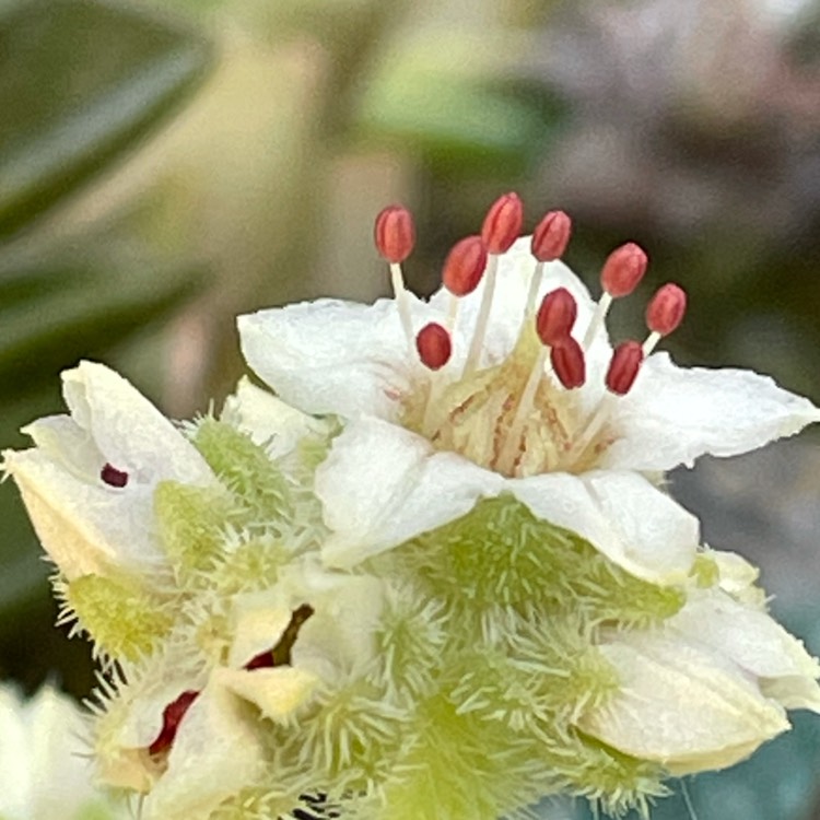 plant image 1530699