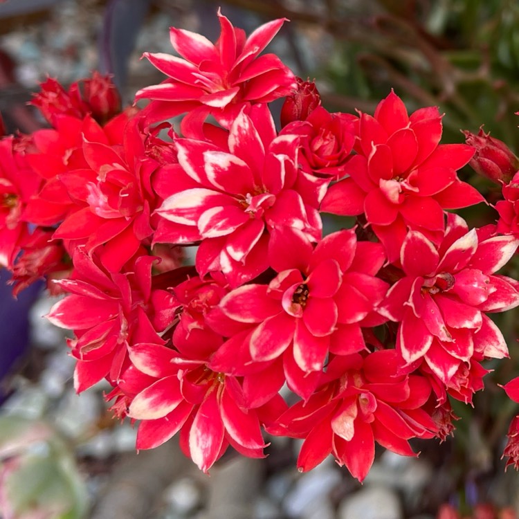 Plant image Kalanchoe katapifa 'Tarantula'