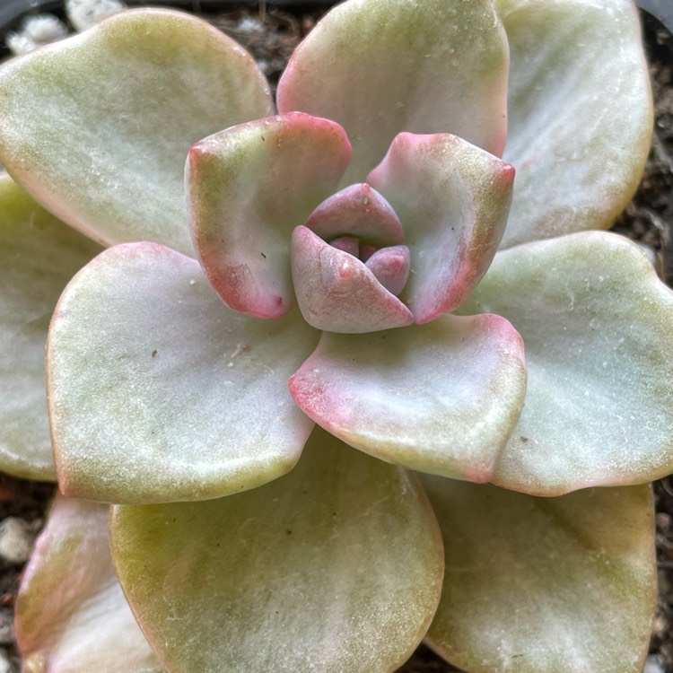 Plant image xGraptoveria Mrs Richards Variegata