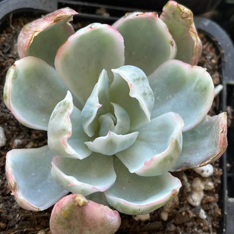 Plant image Echeveria Berkeley Variegata