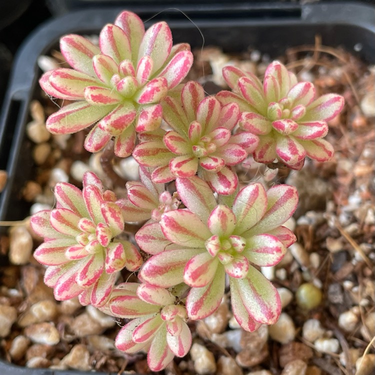 Plant image Aeonium Sedifolium Variegated