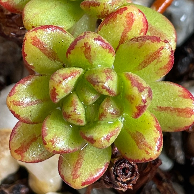 plant image 1558575