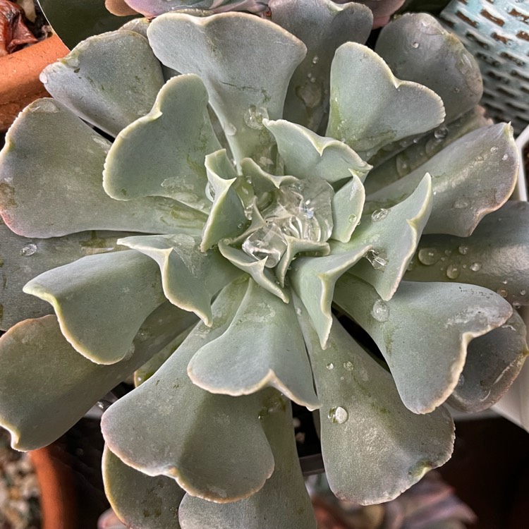 Plant image Echeveria Doppler