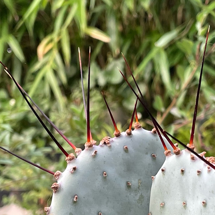 Plant image Opuntia gosseliniana var. 'Santa Rita'