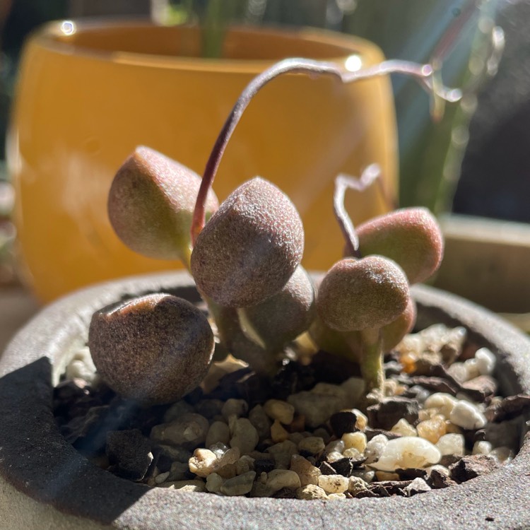 Plant image Adromischus 'Marianiae Little Spheroid'