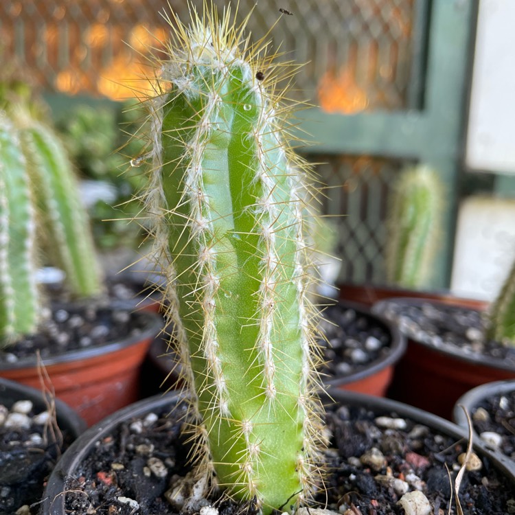 Plant image pilosocereus leucocephalus