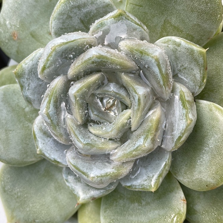 plant image 1601132