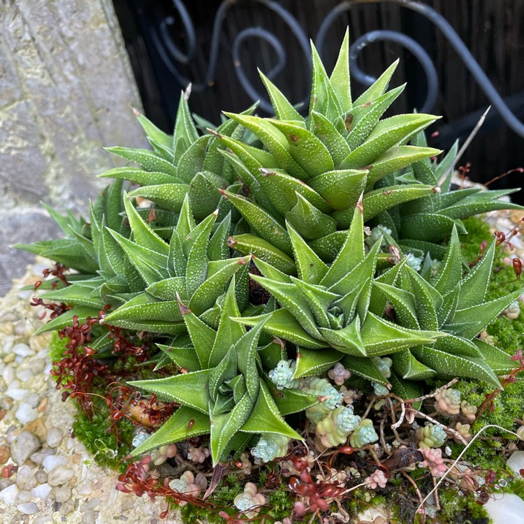 plant image 1601140