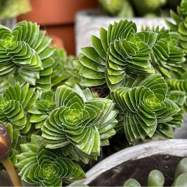 Crassula 'Spiralis' syn. Crassula 'Estagnol'