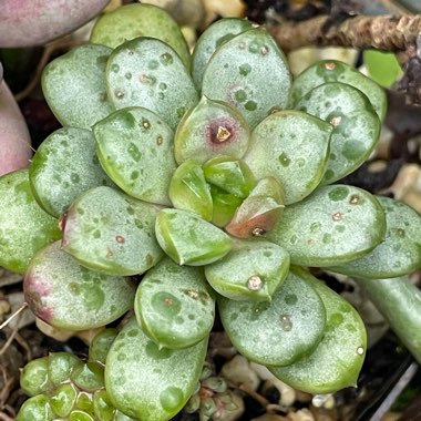 xGraptoveria Amethorum