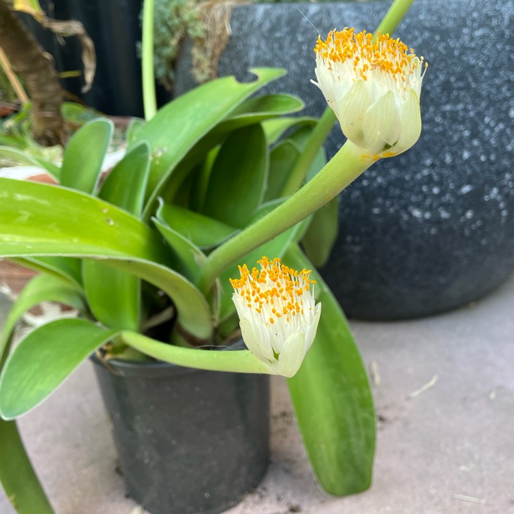 Plant image Haemanthus albiflos