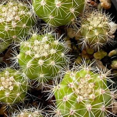 Echinopsis  syn. Lobiviopsis