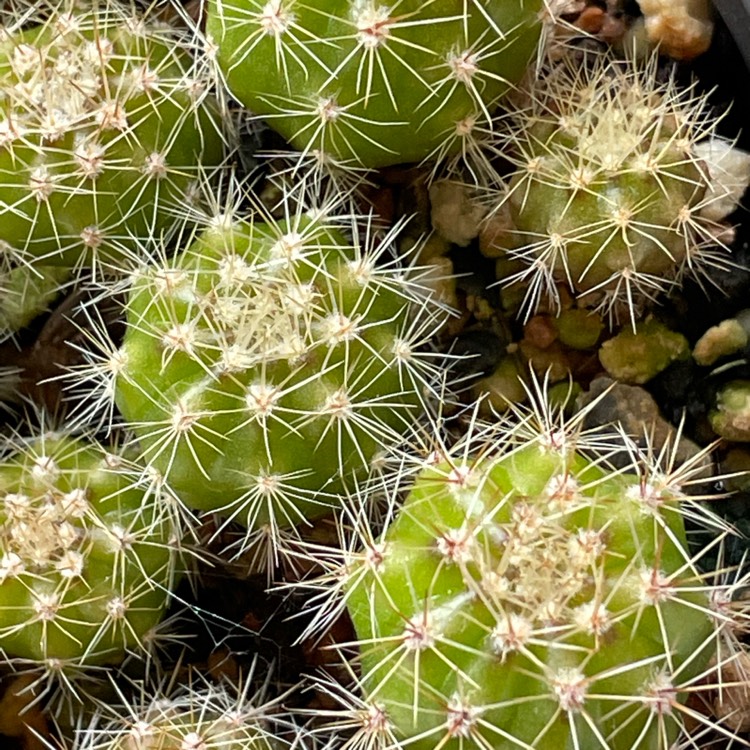 Plant image Echinopsis  syn. Lobiviopsis