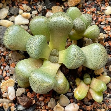 Aloinopsis schooneesii