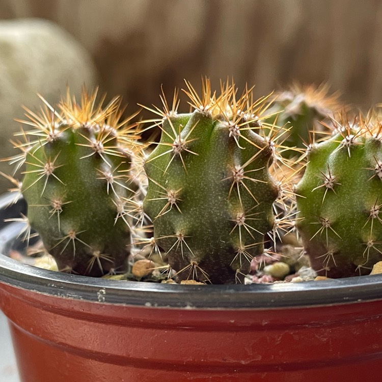 Plant image Trichocereus scopulicola 'Super Pedro' syn. Echinopsis scopulicola 'Super Pedro'