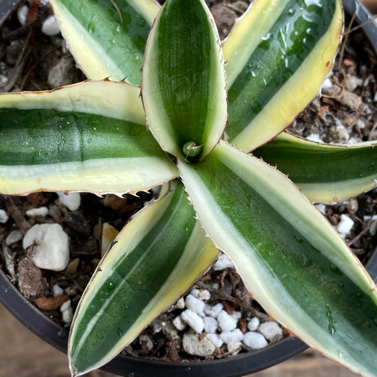 Plant image Agave lophantha 'Quadricolour'