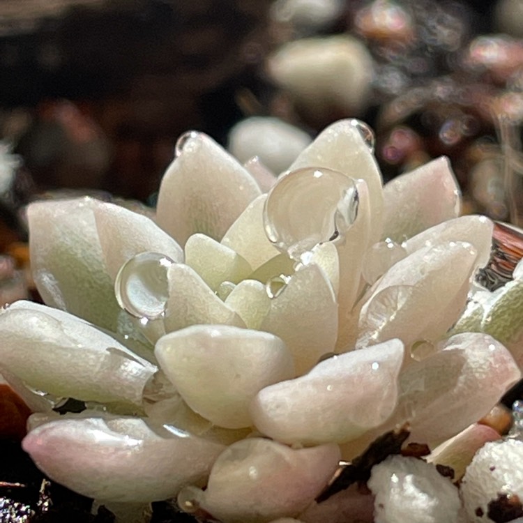 Plant image Echeveria Prolifica Varigata