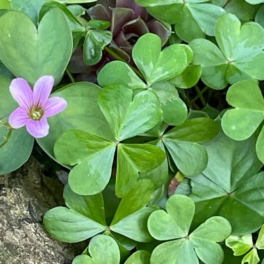 Oxalis Regnellii