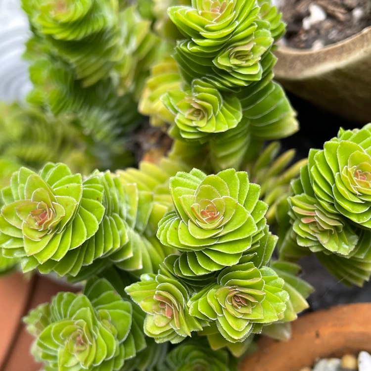 Plant image Crassula 'Spiralis' syn. Crassula 'Estagnol'