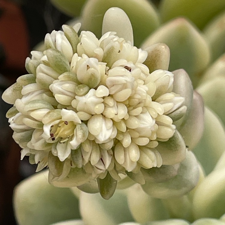 Plant image Sedum Clavatum Variegated 