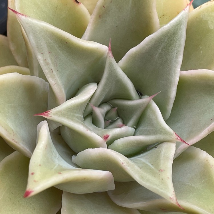 Plant image Echeveria Madiba