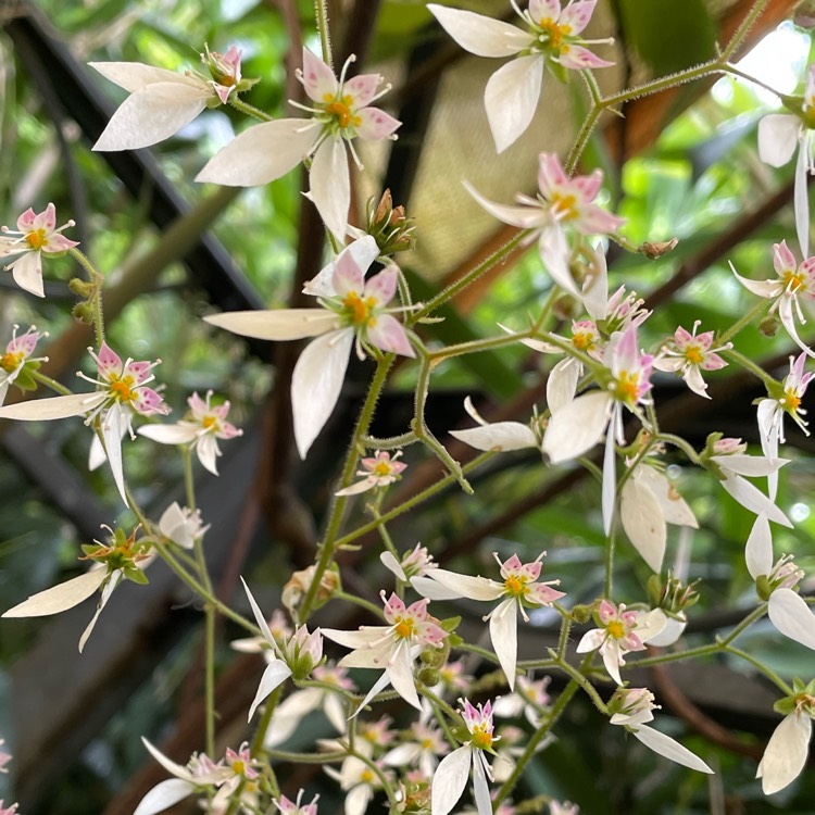 Plant image Saxifraga stolonifera