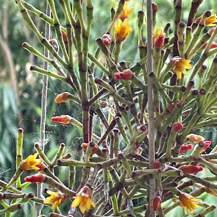 Plant image Hatiora Salicornioides