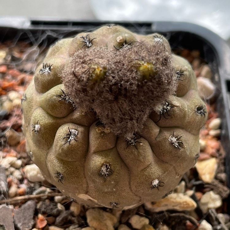 Plant image Copiapoa hypogaea