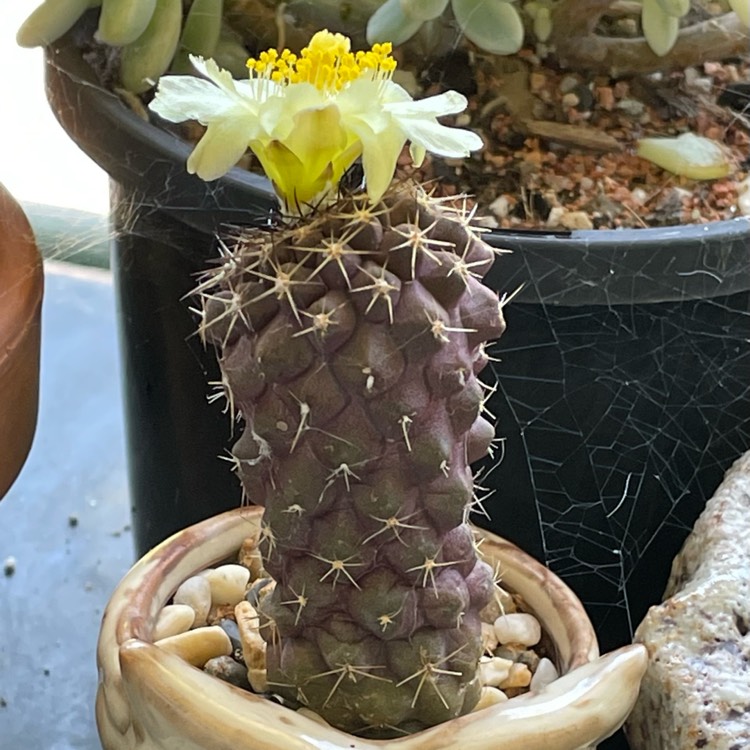 Plant image Copiapoa humilis