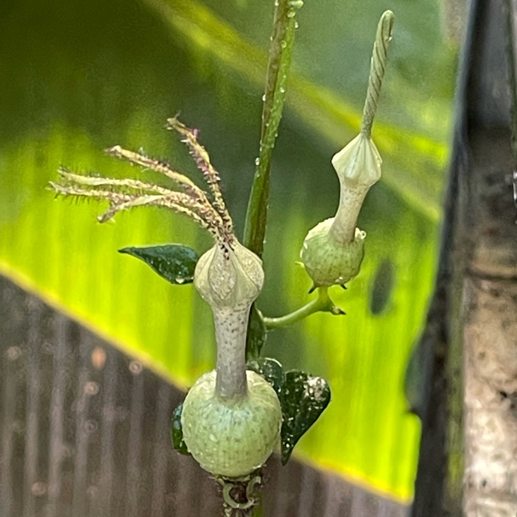 Plant image Ceropegia 