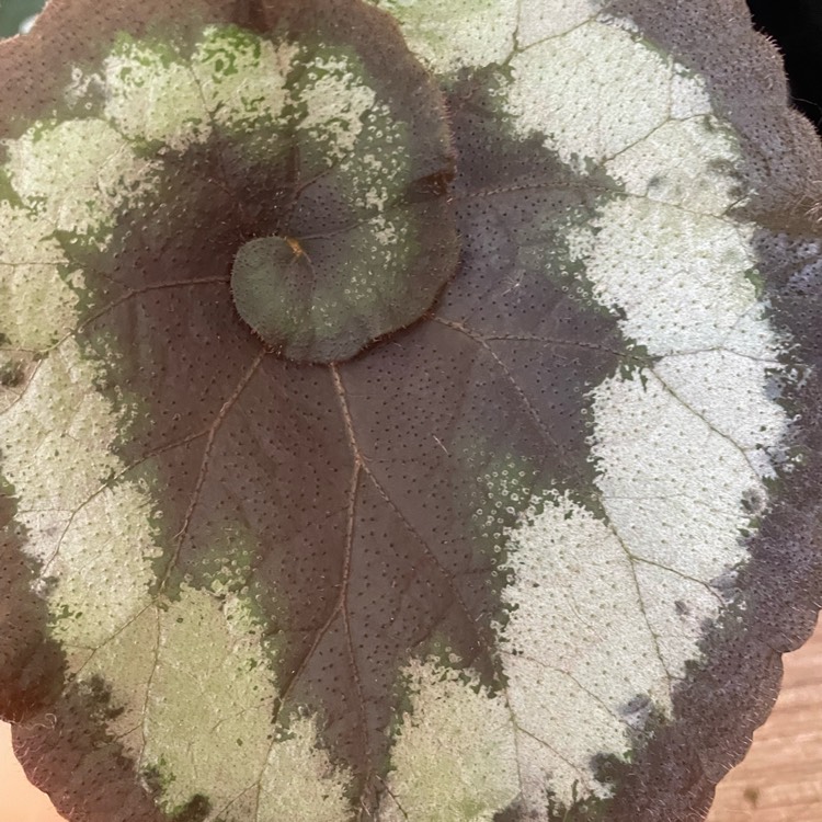 Plant image Begonia (Rex Cultorum Group) 'Escargot' syn. Begonia rex 'Escargot'