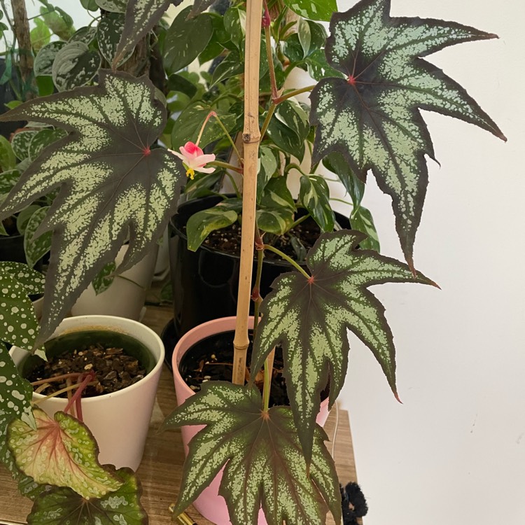 Plant image Begonia 'Little Brother Montgomery'