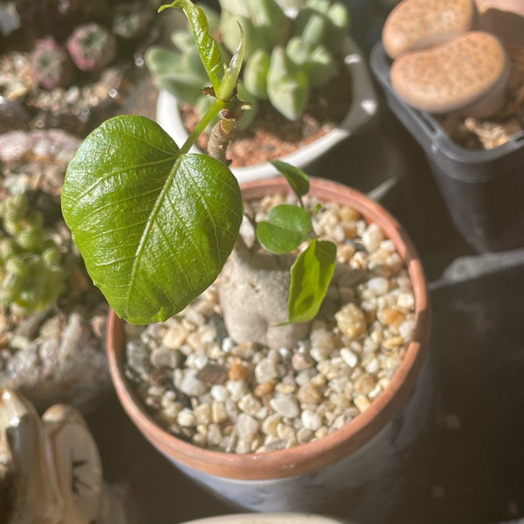 Plant image Ficus Palmeri